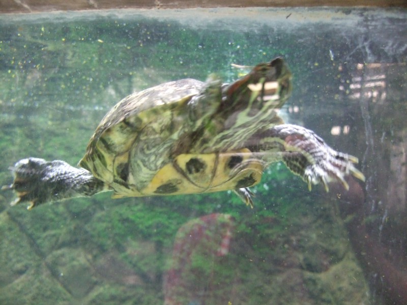 Mauritius 2010 - 0329 